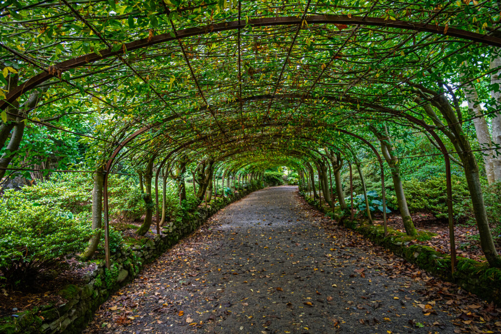 Leafy arches form a green tunnel over a gravel path at Bodnant Garden in Wales.