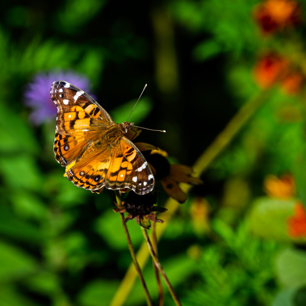 Orange and black butterfly with white wing spots perched on a flower against blurred green foliage.