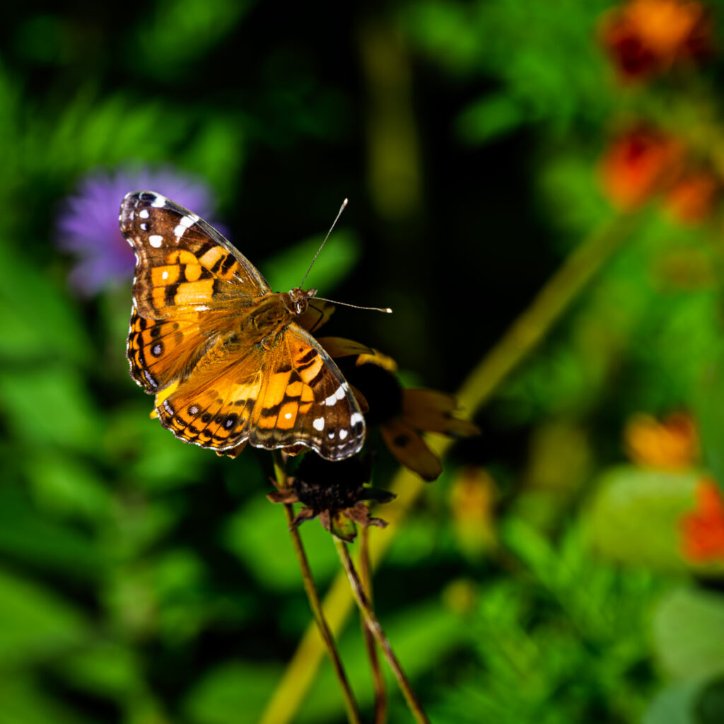 Orange and black butterfly with white wing spots perched on a flower against blurred green foliage.