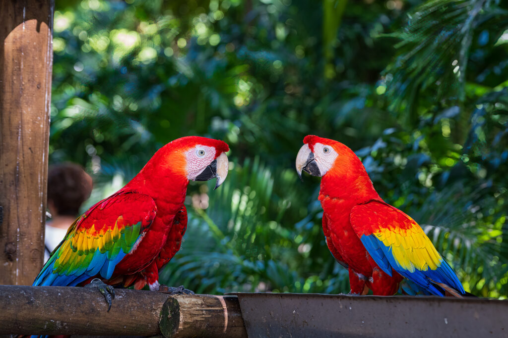 Two scarlet macaws with yellow and blue wing feathers facing each other on a wooden perch in Cartagena.