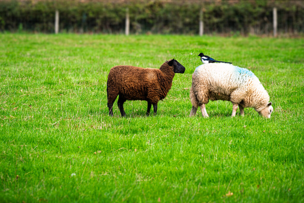 A magpie perches on a white sheep beside a brown sheep in a green pasture.