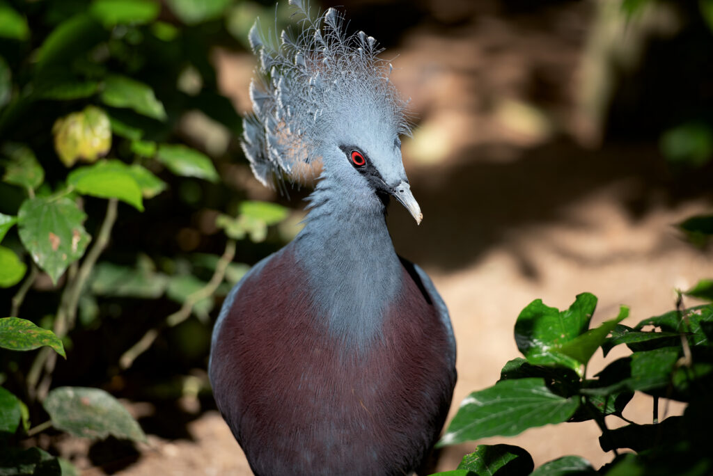 A blue crowned pigeon with a lacy crest and maroon breast stands beside green foliage.
